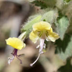 Hyoscyamus desertorum, Hyoscyamus albus desertorum, Desert henbane, שיכרון המדבר ,שיכרון מדברי