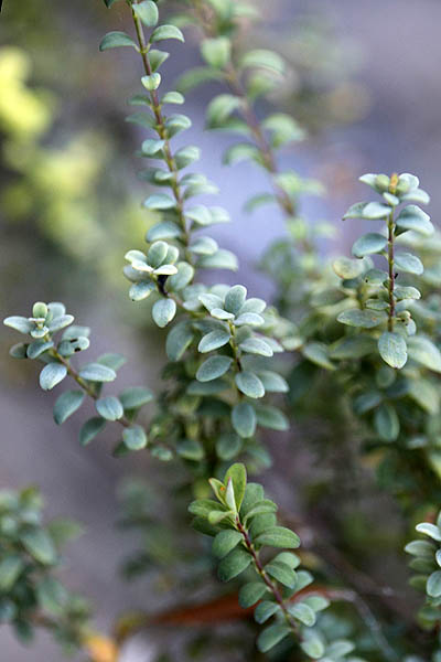 Hypericum thymifolium, Hypericum serpyllifolium, Thyme-leaved St. John's Wort, عرن زعتري الأوراق,פרע קטן-עלים