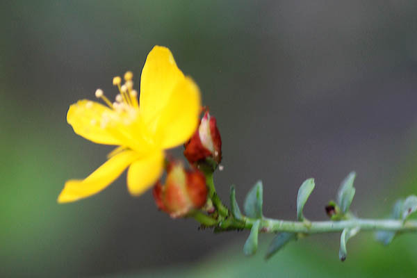 Vilda blommor i Israel