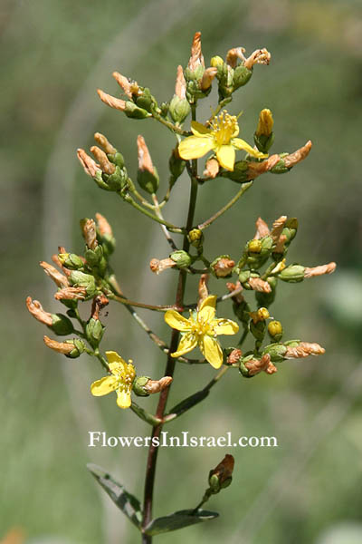 Hypericum triquetrifolium, Hypericum crispum,Triangular Leaved St John's Wort, Tumble St.John's-wort, פרע العرن مثلث الأوراق , מסולסל