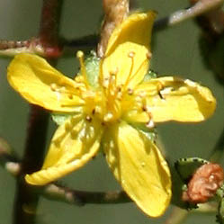 Hypericum triquetrifolium, ישראל, פרחים, פרחי בר, פרחים צהובים