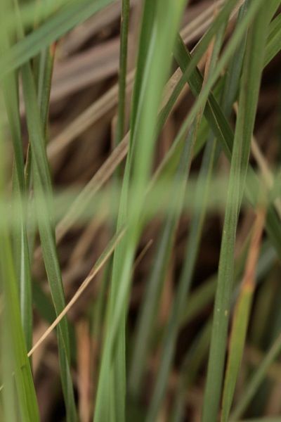 Imperata cylindrica, Woolly grass, Cogon grass, Sharp grass, משיין גליליני, deil el-qott, halfa, silla