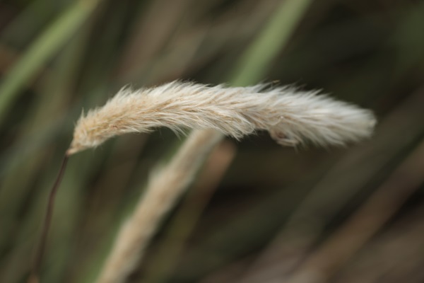 Imperata cylindrica, Woolly grass, Cogon grass, Sharp grass, משיין גליליני, deil el-qott, halfa, silla