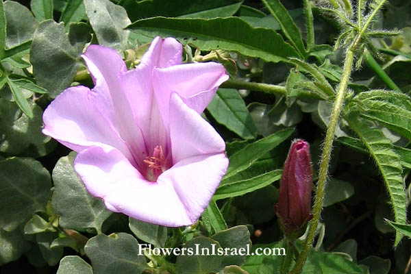 Ipomoea cairica, Ipomoea palmata, Cairo- or coast morning glory, Palmate Morning Glory, לפופית כפנית