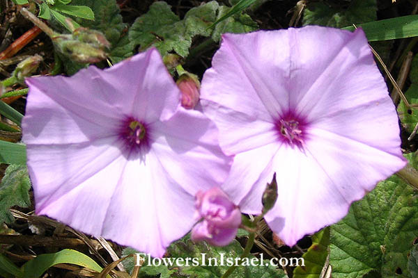 Flowers in Israel (Israel wildflowers and native plants