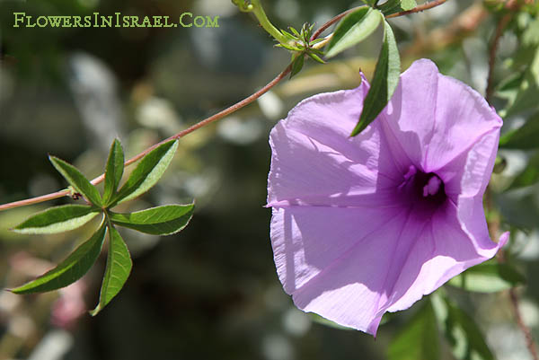 Ipomoea cairica, Ipomoea palmata, Cairo- or coast morning glory, Palmate Morning Glory, לפופית כפנית