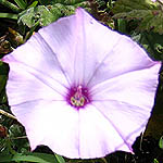 Ipomoea cairica, ישראל, פרחים, פרח בר, תמונות