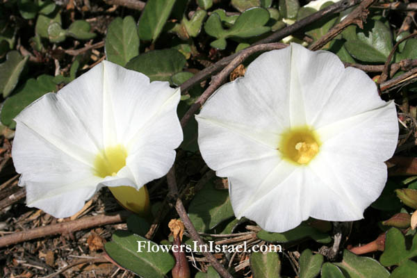 Flora of Israel online, Native plants, Palestine