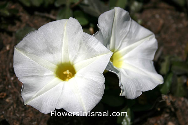 Ipomoea stolonifera, Ipomoea imperati, Beach morning glory, לפופית החוף