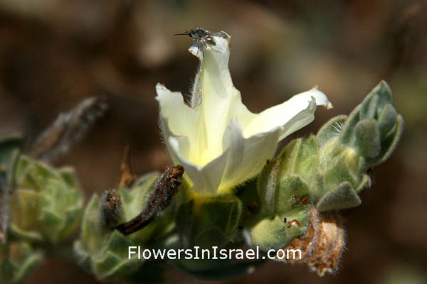 Flowers of Israel online