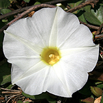 Ipomoea imperati, Flora, Israel, wild flowers