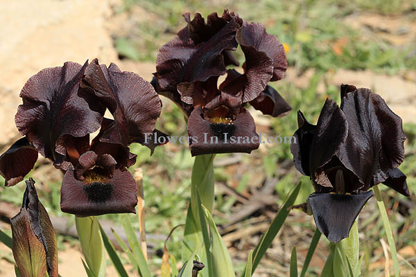 Dudaim Forest, Goral Hills,גבעות גורל, יער דודאים, Iris atrofusca, Dark-brown iris, Gilead iris, אירוס שחום 