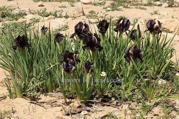 Dudaim Forest, Goral Hills,גבעות גורל, יער דודאים, Iris atrofusca, Dark-brown iris, Gilead iris, אירוס שחום 