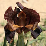 Iris atrofusca, Israel, Brown Flowers