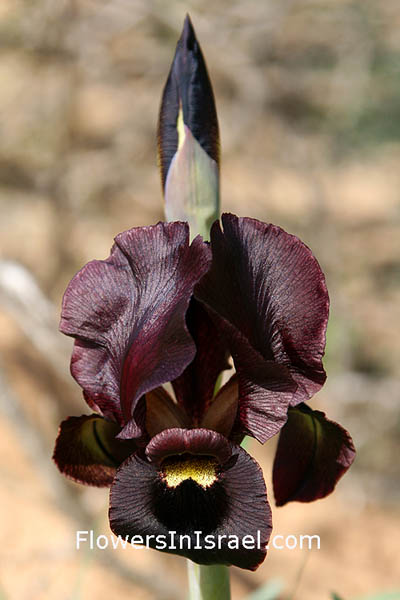 Iris atropurpurea, Coastal Iris, السوسن، آحيلة الكلب, אירוס הארגמן