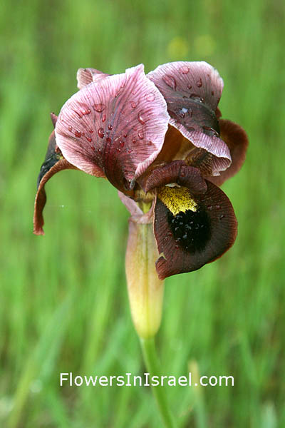 Iris atropurpurea, Coastal Iris, السوسن، آحيلة الكلب, איריס הארגמן