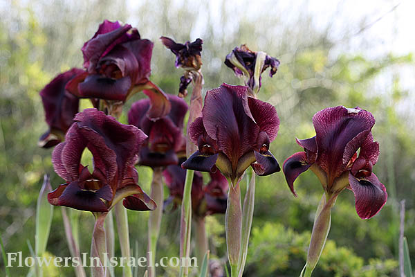 Iris atropurpurea, Coastal Iris, السوسن، آحيلة الكلب, איריס הארגמן