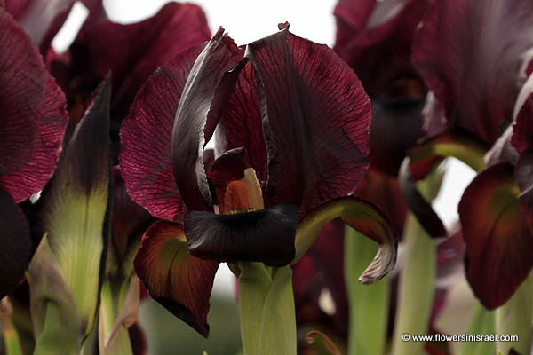 Iris atropurpurea, Coastal Iris, السوسن، آحيلة الكلب, אירוס הארגמן