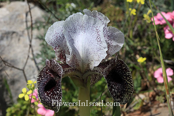 Iris bismarckiana, Iris nazarena, Nazareth Iris, 
سوسن الناصرة ,אירוס נצרתי