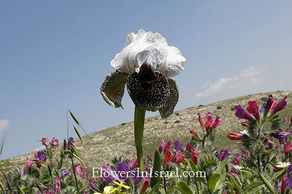 Iris bismarckiana, Iris nazarena, Nazareth Iris, אירוס נצרתי ,سوسن الناصرة