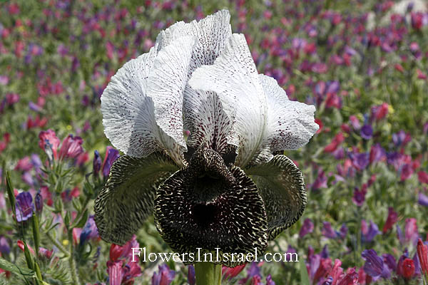 Iris bismarckiana, Iris nazarena, Nazareth Iris, 
سوسن الناصرة,אירוס נצרתי