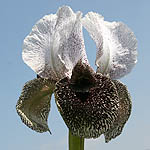 Iris bismarckiana, Israel wildflowers, Violet Flowers