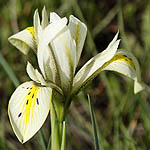 Iris grant-duffii, Iris melanosticta, Grant Duff Iris, Jaffa Iris, אירוס הביצות 