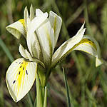 Iris grant-duffii, Iris melanosticta, Grant Duff Iris, Jaffa Iris, אירוס הביצות