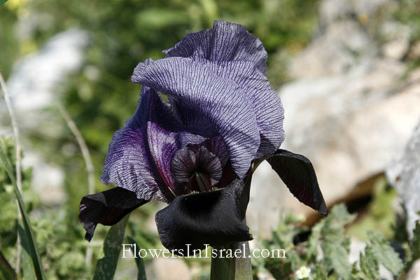 Iris haynei, Gilboa iris, אירוס הגלבוע 