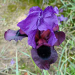 Iris mariae, Iris barnumiae var. mariae, איריס  הנגב, سوسن النقب, Lilac Flowers
