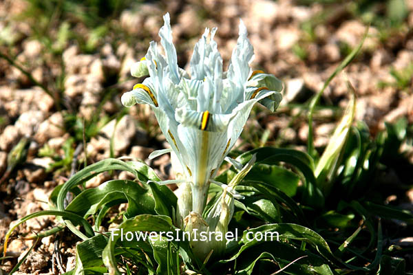 Flowers in Israel, send flowers