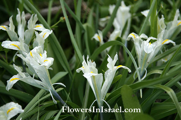 Iris palaestina, Palestine Iris, אירוס ארץ-ישראלי