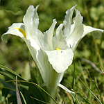 Iris palaestina, Flora, Israel, wild flowers