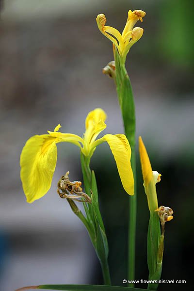 Wild flowers in Israel, send flowers