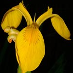 Iris pseudacorus, ישראל, פרחים, פרח בר, תמונות