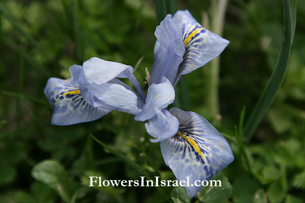 Iris vartanii Foster, Vartan's Iris, السوسن الفارتاني,אירוס הסרגל