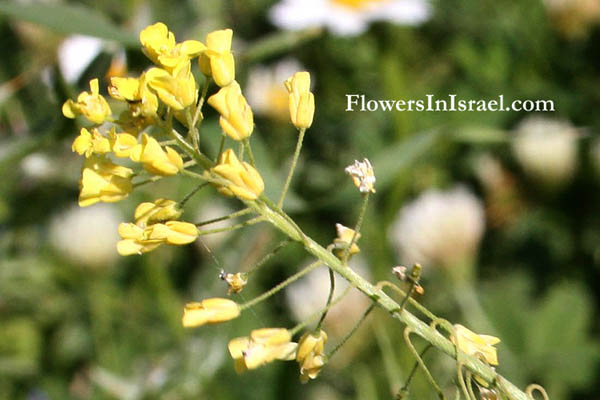 Wildblumen, Fiori, флоры, Flores Silvestres