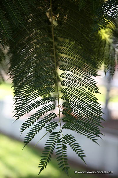 Jacaranda acutifolia,Jacaranda mimosifolia,Blue Jacaranda,ז'קרנדה חדת עלים ,סיגלון