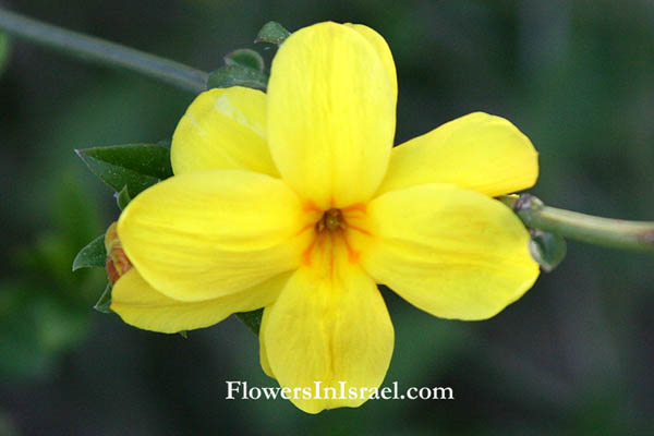 Flowers in Israel, flora en Israel