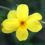 Jasminum fruticans, ישראל, פרחים, פרחי בר, פרחים צהובים