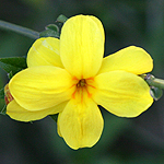 Jasminum fruticans, ישראל, פרחים, פרח בר, תמונות