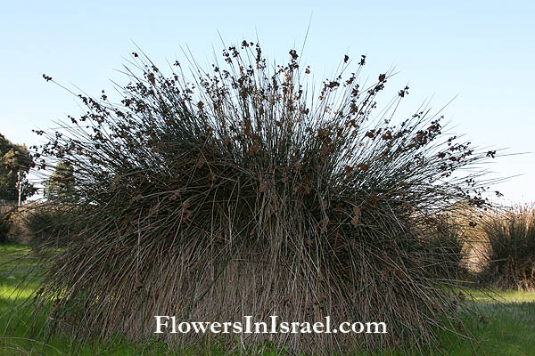 Juncus acutus, Juncus littoralis, Juncus spinosus,Spiny Rush, Sharp rush, סמר , رامس رمחד