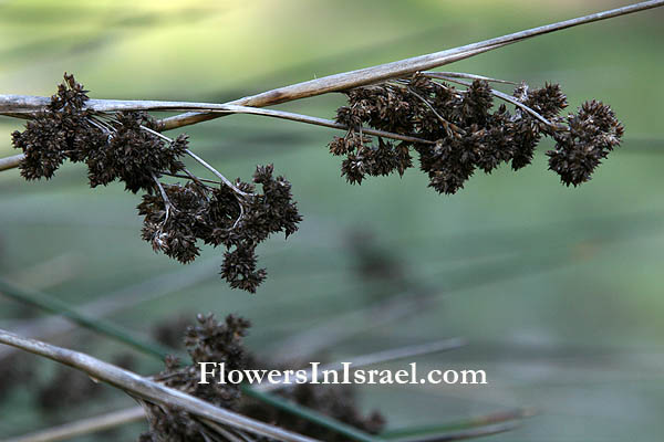 Juncus acutus, Juncus littoralis, Juncus spinosus, Spiny Rush, Sharp rush, رامس رمסמר חד