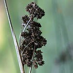 Juncus acutus, Juncus littoralis, Juncus spinosus, Spiny Rush, Sharp rush, Hebrew: סמר חד, Arabic: رامس رم