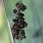 Juncus acutus, Israel, Brown Flowers