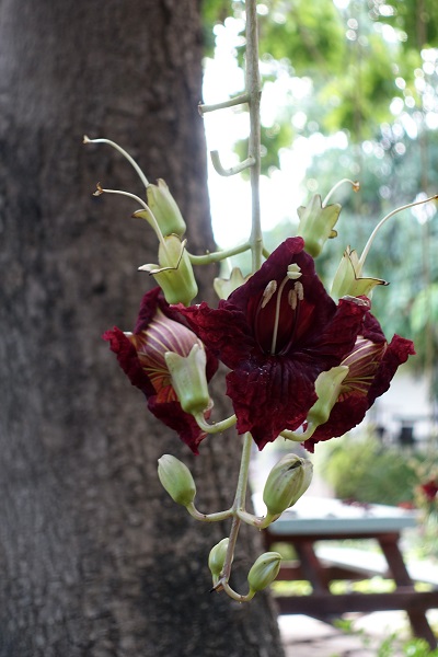 Kigelia africana, Crescentia pinnata, Kigelia pinnata, Sausage tree, קיגליה מנוצה,  كجلة أفريقية 