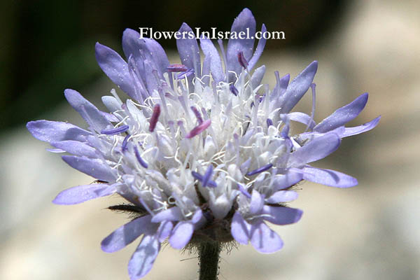 Israel wildflowers, send flowers online