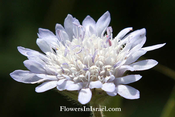 Knautia integrifolia, Knautia bidens,Whole-leaved scabious,חוגית תמימה