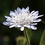 Knautia integrifolia, Israel wildflowers, Violet Flowers