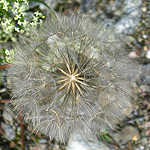 Lactuca serriola, ישראל, פרחים, פרחי בר, פרחים צהובים